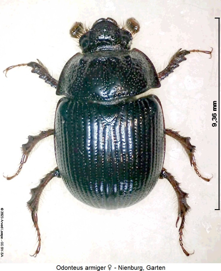 odonteus_armiger_w_hab.jpg