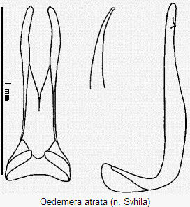 oedemera_atrata.gif