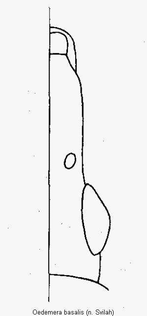 oedemera_basalis_k.gif