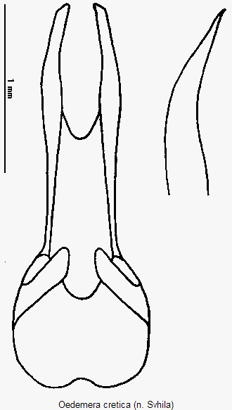 oedemera_cretica.gif