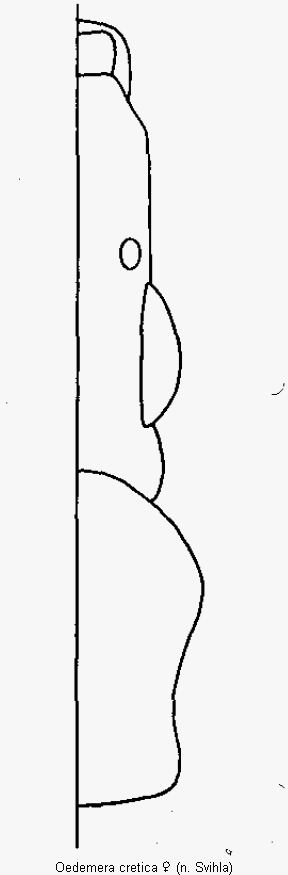 oedemera_cretica_k.gif