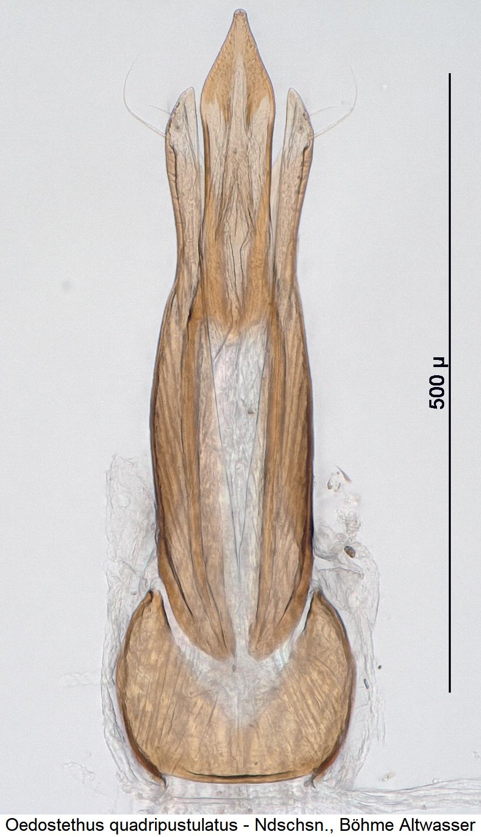 oedostethus_quadripustulatus.jpg