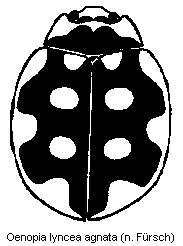 oenopia_agnata_hab.gif
