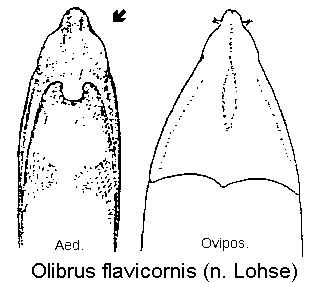 olibrus_flavicornis.gif