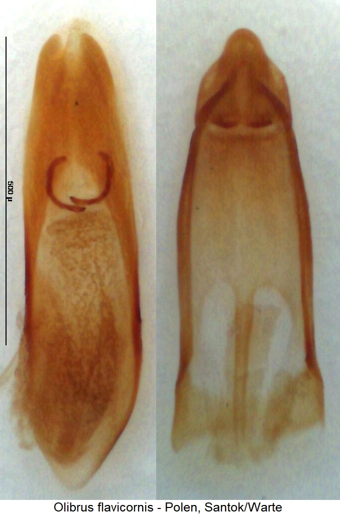olibrus_flavicornis.jpg
