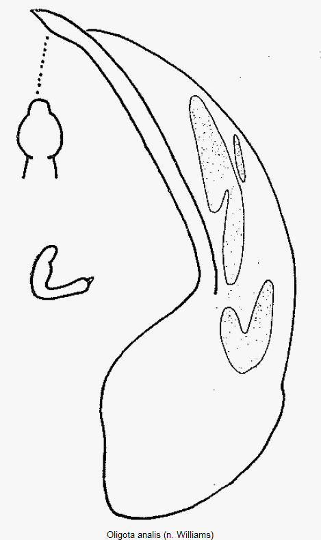 oligota_analis.gif