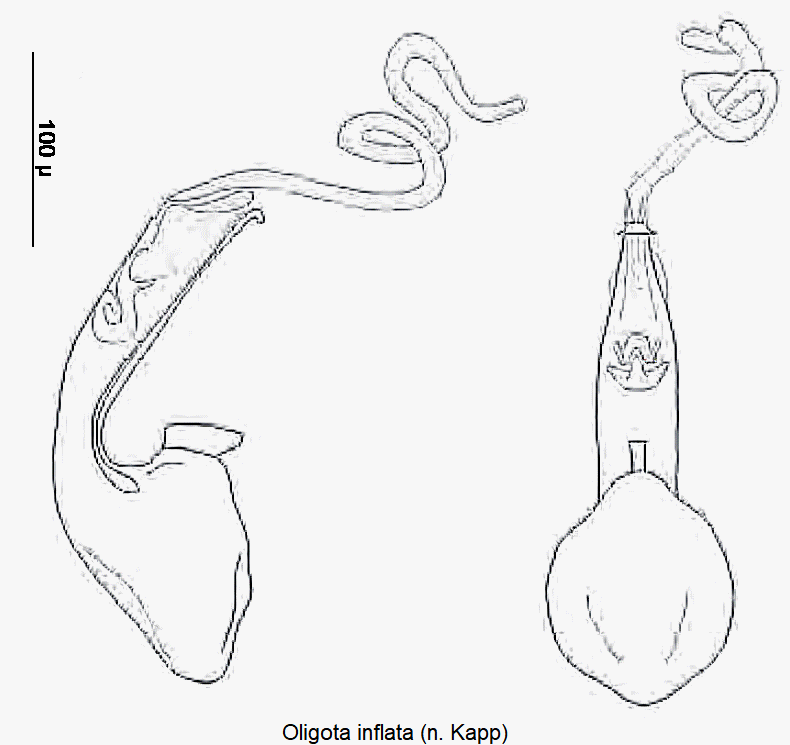 oligota_inflata.gif