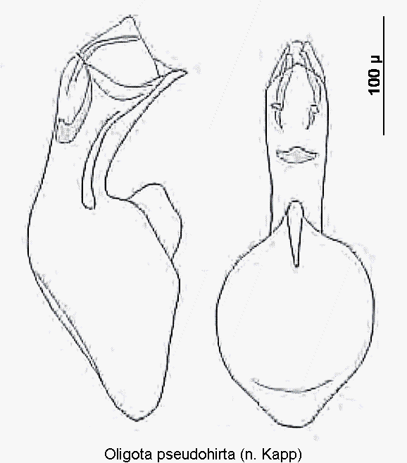 oligota_pseudohirta.gif
