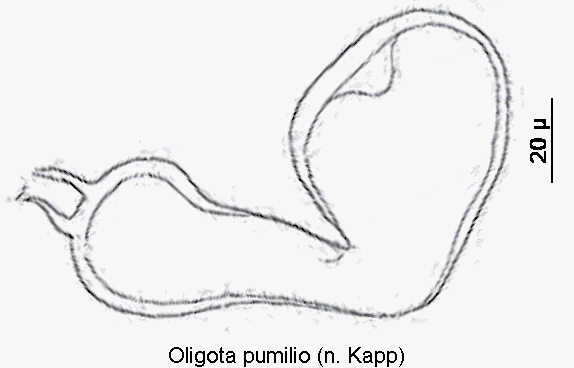 oligota_pumilio_sperm.gif
