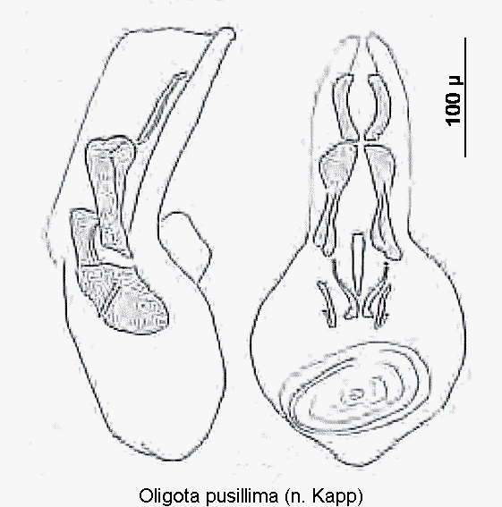 oligota_pusillima2.gif