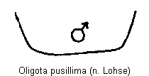 oligota_pusillima_sternit.gif