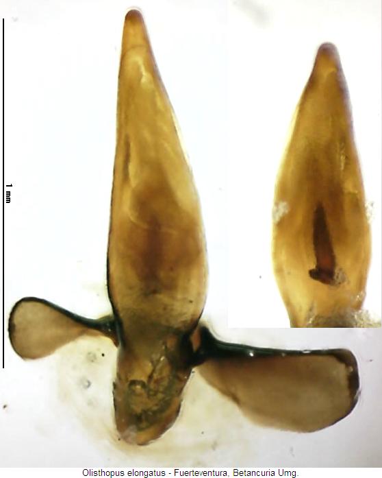 olisthopus_elongatus_kan.jpg