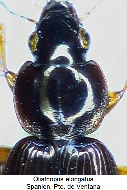 olisthopus_elongatus_vk.jpg