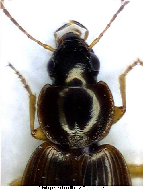 olisthopus_glabricollis_vk.jpg
