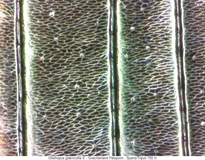 olisthopus_glabricollis_w_ms.jpg