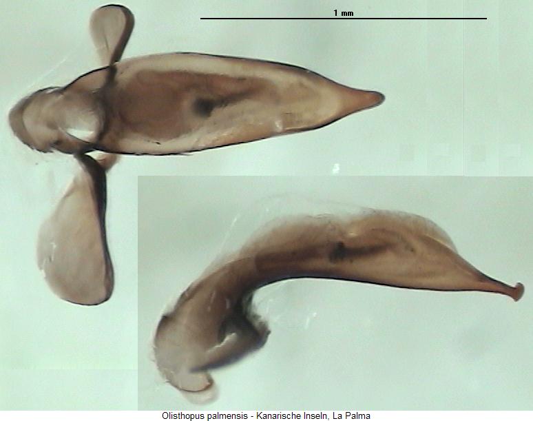 olisthopus_palmensis.jpg