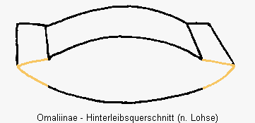 omaliinae_hlb.gif