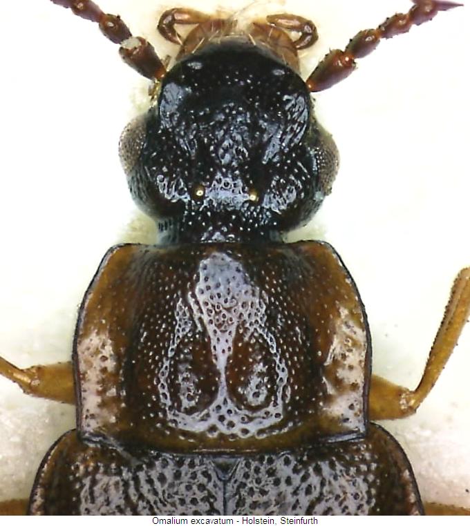 omalium_excavatum_vk.jpg