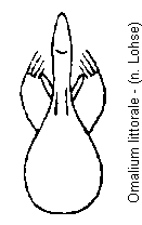 omalium_littorale.gif