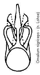 omalium_nigriceps.gif
