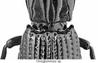 omoglymmius_schulter.jpg