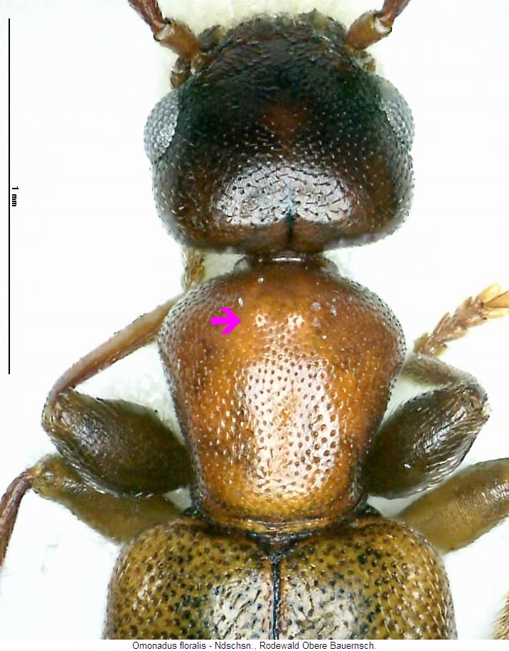 omonadus_floralis_vk.jpg