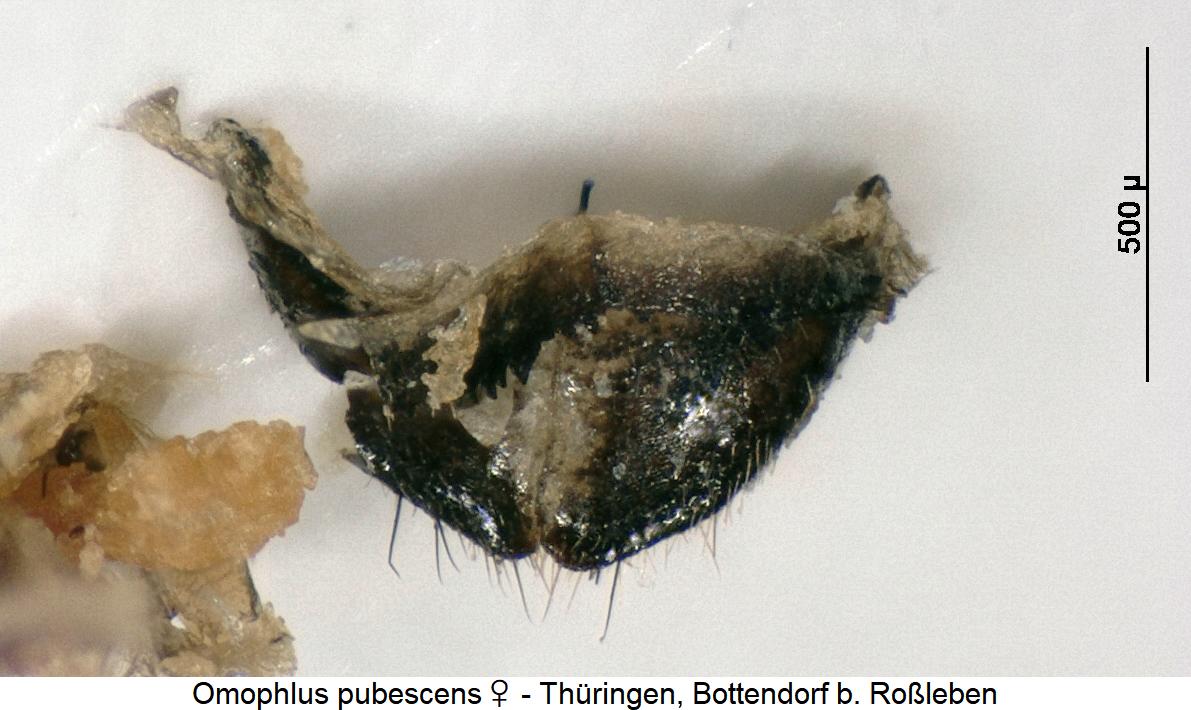 omophlus_pubescens_w_pyg.jpg