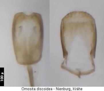 omosita_discoidea.jpg