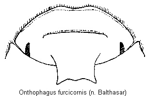 onthophagus_furcicornis_k.gif