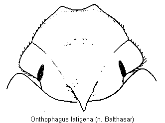 onthophagus_latigena_k.gif