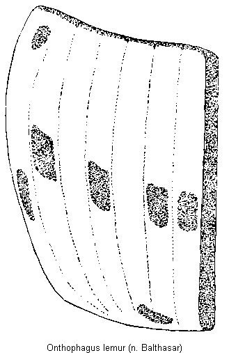 onthophagus_lemur_fld.gif