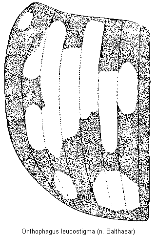 onthophagus_leucostigma_fld.gif