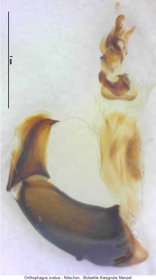 onthophagus_ovatus.jpg