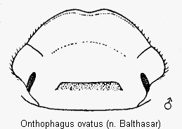 onthophagus_ovatus_k.gif