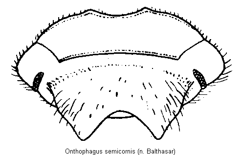 onthophagus_semicornis_k.gif