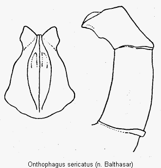 onthophagus_sericatus.gif