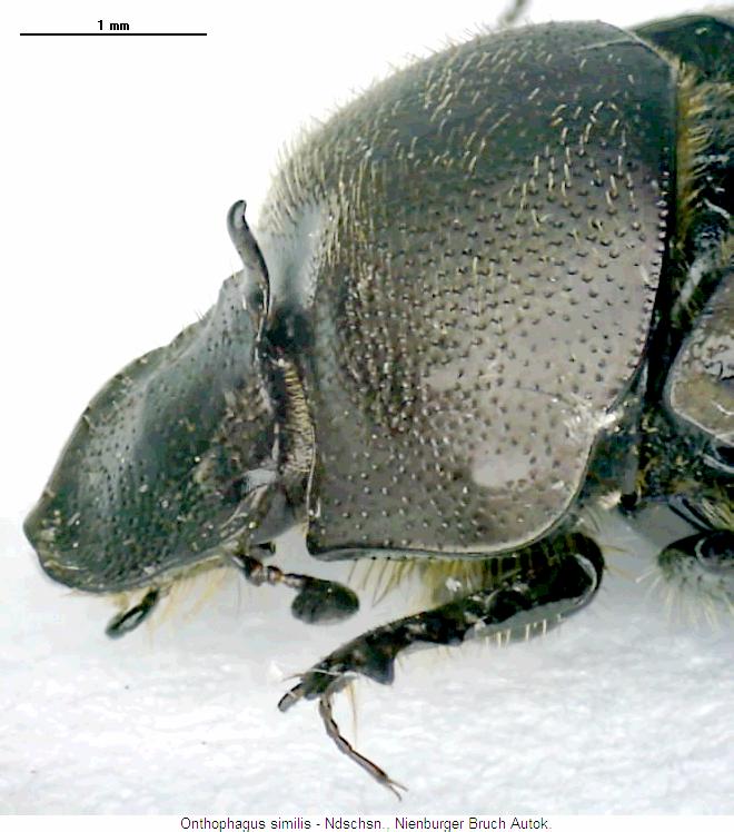 onthophagus_similis_vk.jpg