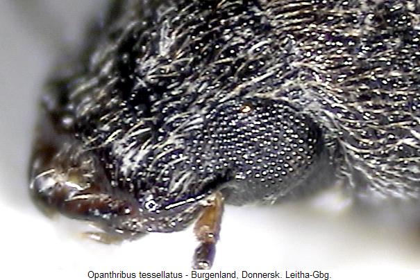 opanthribus_tessellatus_k.jpg