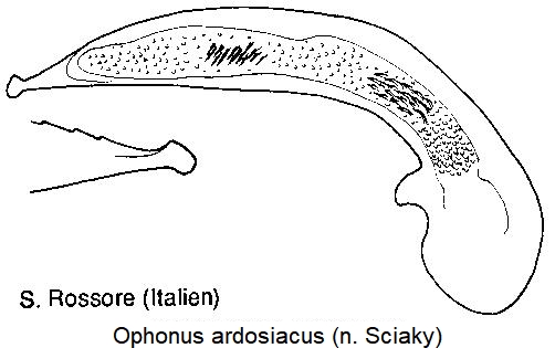 ophonus_ardosiacus.jpg