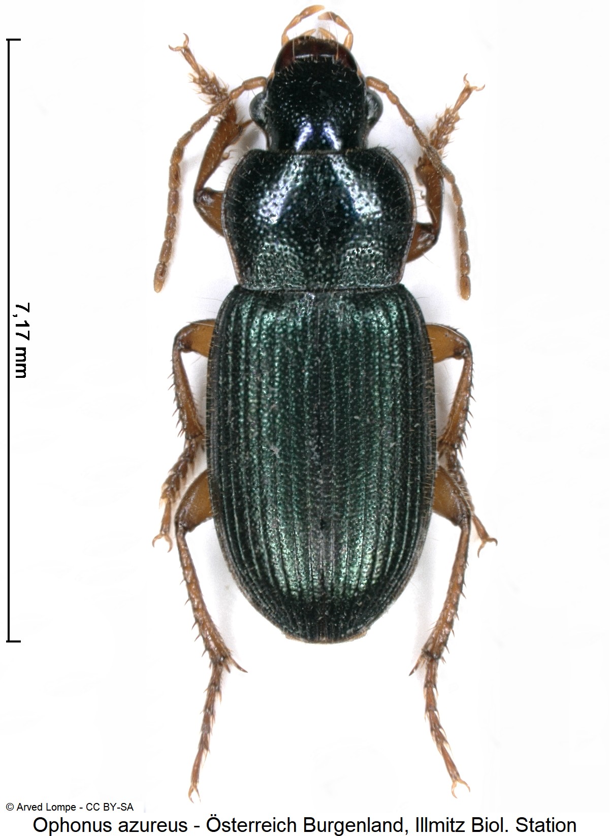ophonus_azureus_ck28754323_hab.jpg