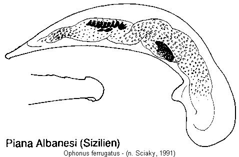 ophonus_ferrugatus.jpg
