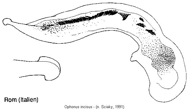 ophonus_incisus.jpg