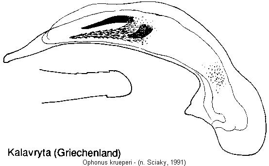 ophonus_krueperi.jpg