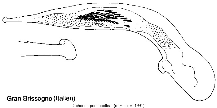 ophonus_puncticollis.jpg