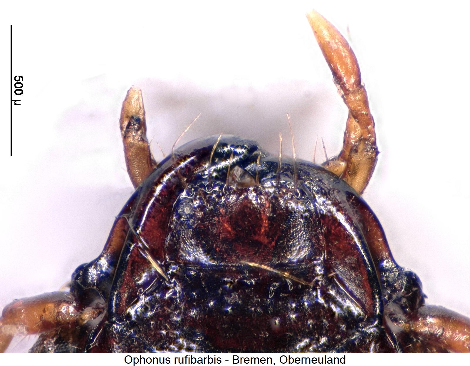 ophonus_rufibarbis_ol.jpg