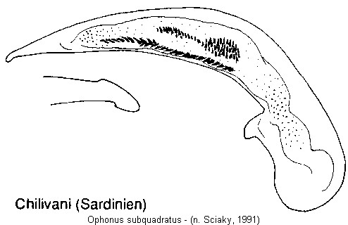 ophonus_subquadratus.jpg
