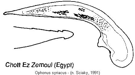 ophonus_syriacus.jpg