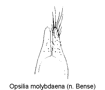 opsilia_molybdaena_pm.gif