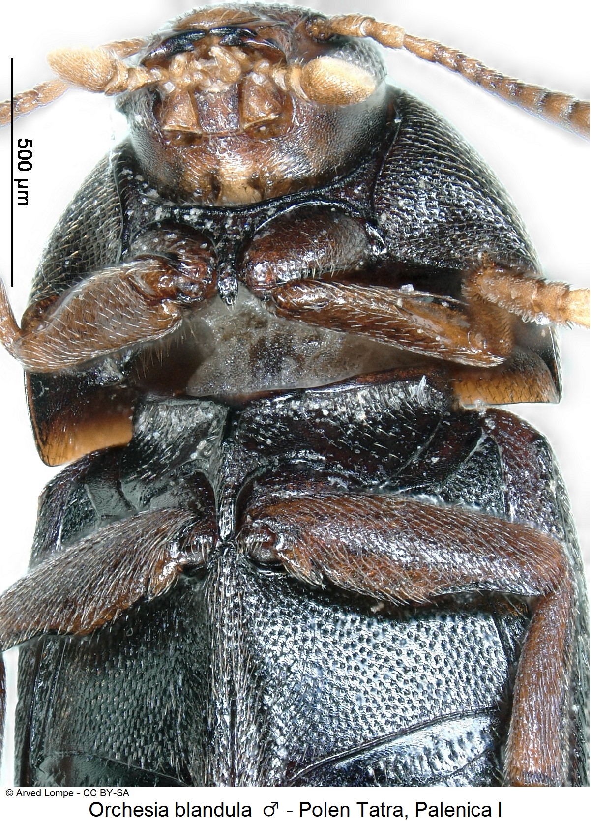 orchesia_blandula_us_vk.jpg