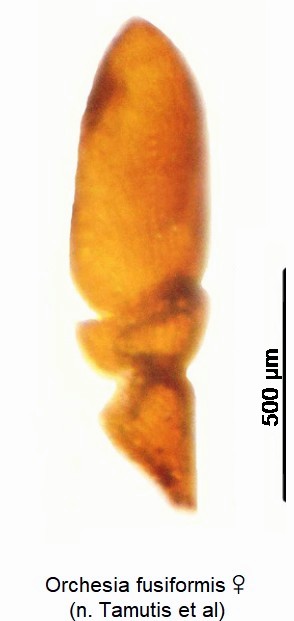 orchesia_fusiformis_w_ts.jpg